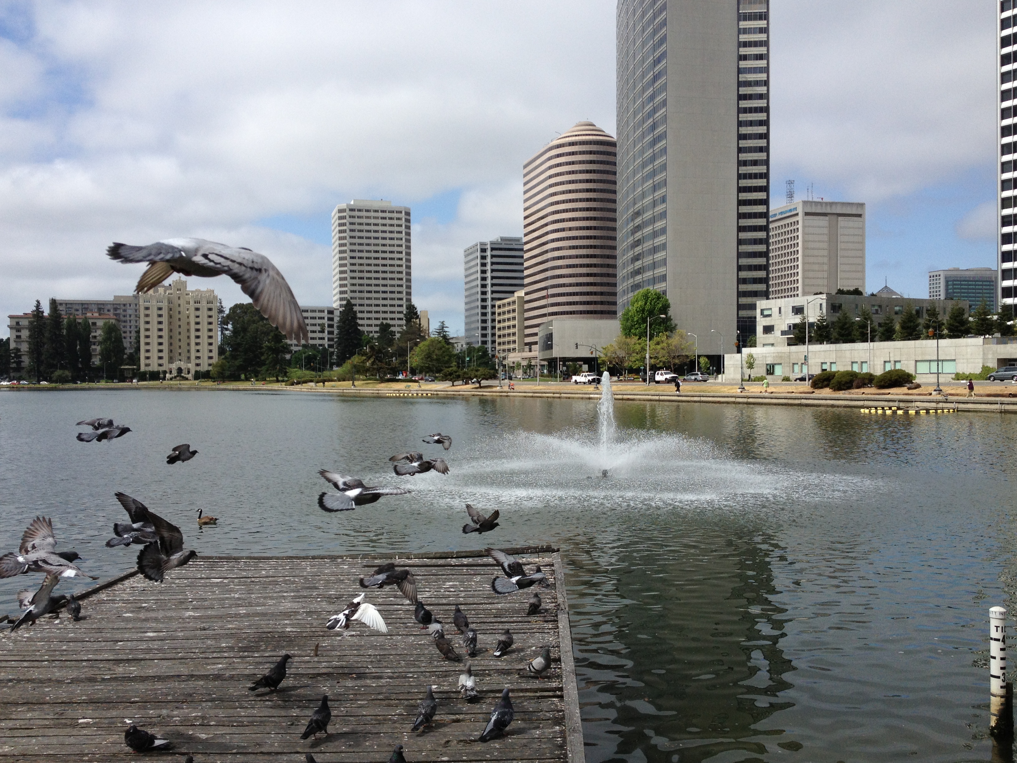 Lake Merritt, downtown Oakland, and pigeons